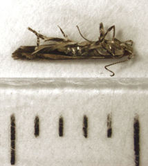 Pyroderces aellotricha