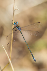 Lestes forficula