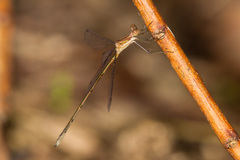 Lestes forficula