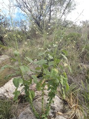 Anoda abutiloides