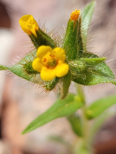 bristly fiddleneck (Amsinckia tessellata var. tessellata)