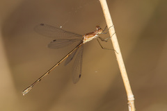 Lestes forficula