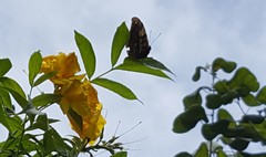 Hypna clytemnestra huebneri