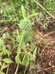 Leucas martinicensis