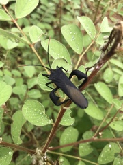 Anoplocnemis