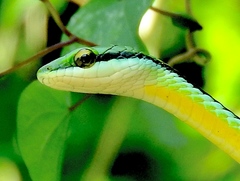 Leptophis diplotropis