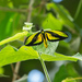 Ornithoptera paradisea - Photo (c) Arex Li, μερικά δικαιώματα διατηρούνται (CC BY-NC), uploaded by Arex Li