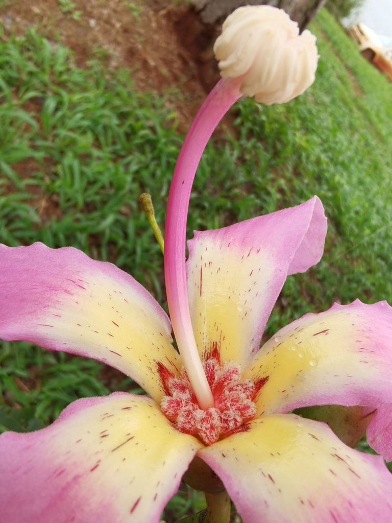Floss silk tree