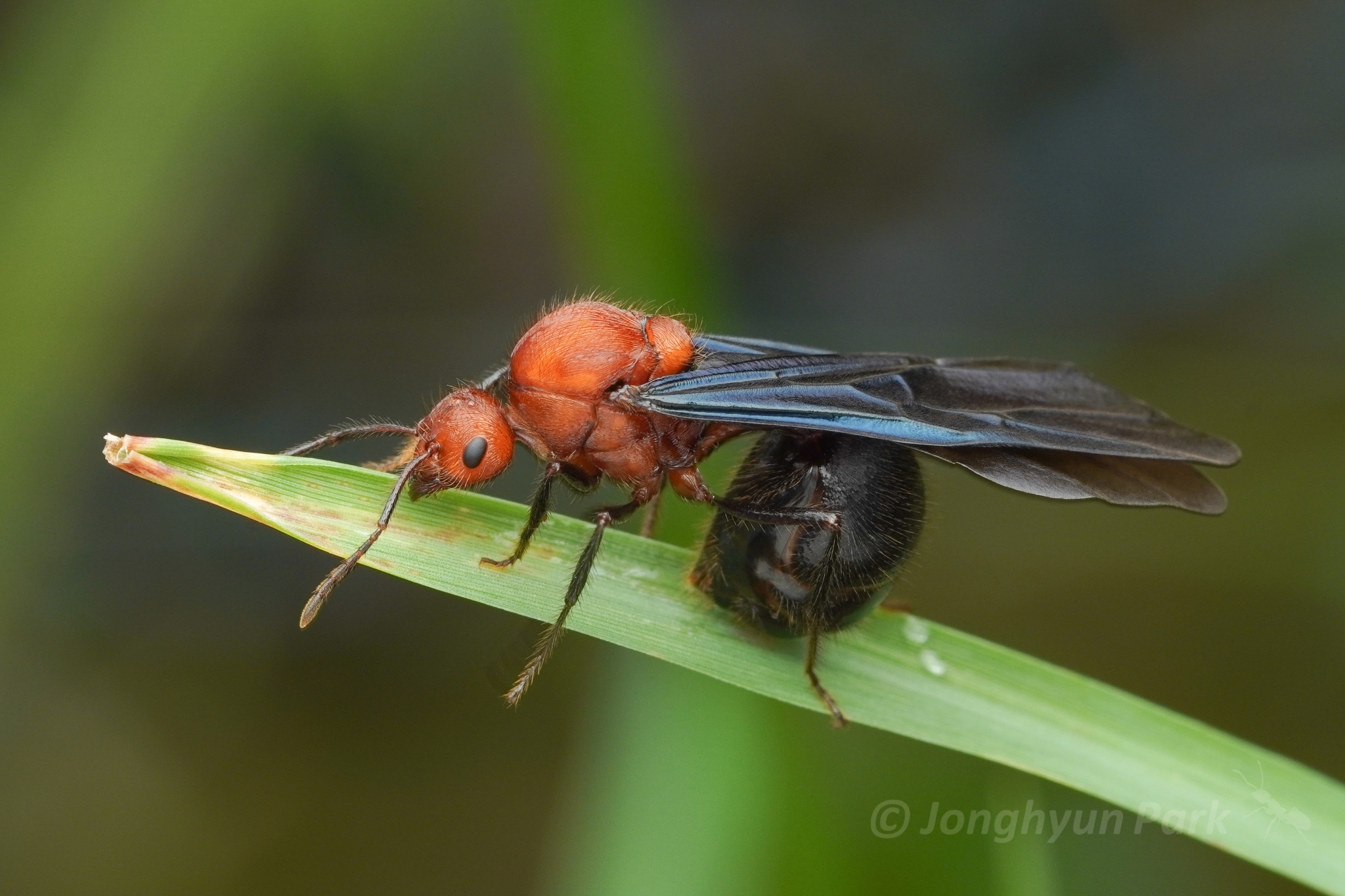 Myrmicaria carinata