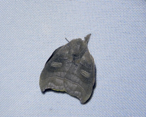 Hyperchirioides bulaea