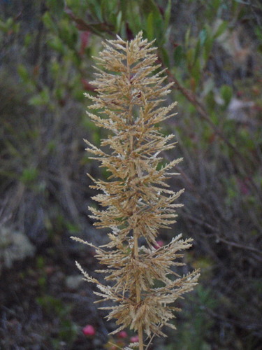 Eragrostis variabilis