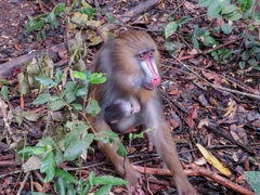 Mandrillus sphinx