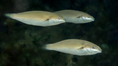 Three-Ribbon Rainbowfish photo 2