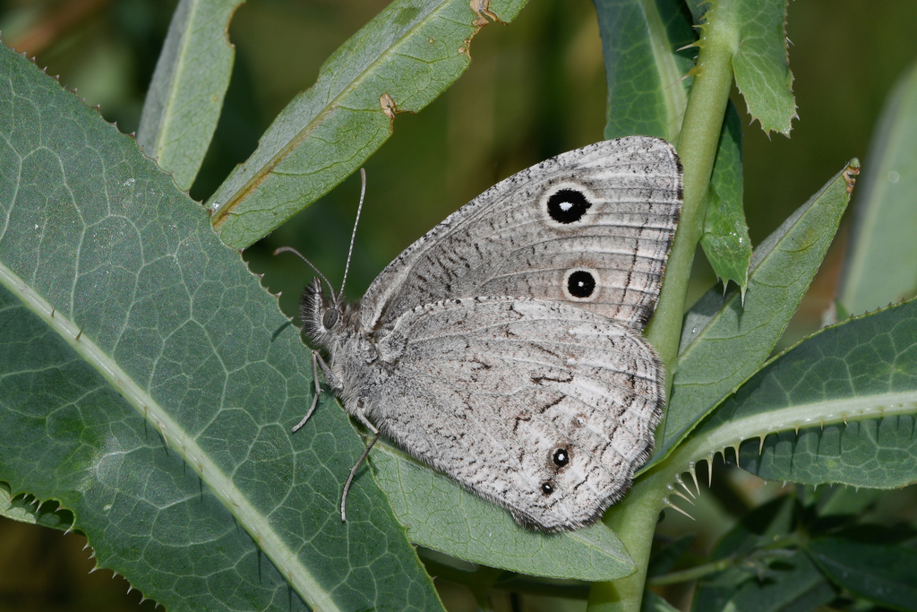 Cercyonina