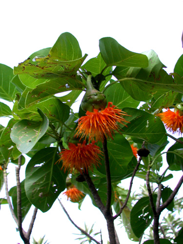 Fitchia rapensis observed 2002-05-10