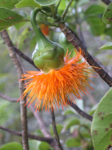 Fitchia rapensis observed 2002-04-03