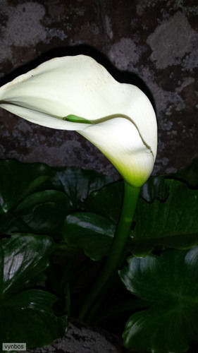 Scented arum (Zantedeschia odorata)