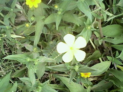 Tribulus cistoides