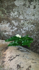 Zantedeschia odorata