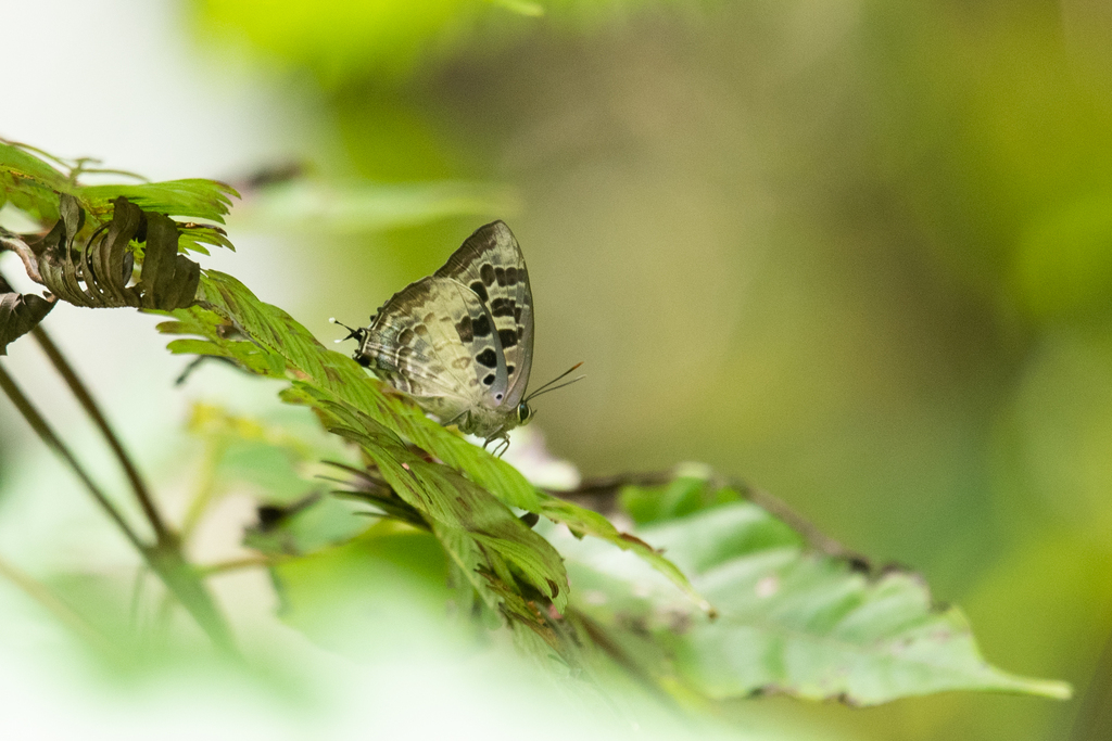 Arhopala chamaeleona (Arhopala chamaeleona)