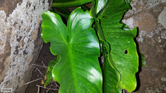 Zantedeschia odorata