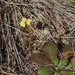 Goodenia mystrophylla - Photo (c) Reiner Richter,  זכויות יוצרים חלקיות (CC BY-NC-SA), הועלה על ידי Reiner Richter