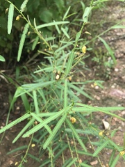 Chamaecrista mimosoides