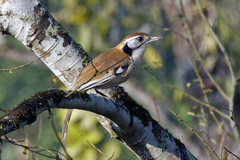 Pterorhinus pectoralis