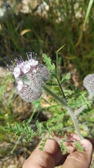 Phacelia hubbyi