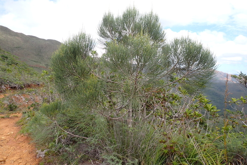 Gymnostoma glaucescens observed 2023-03-11