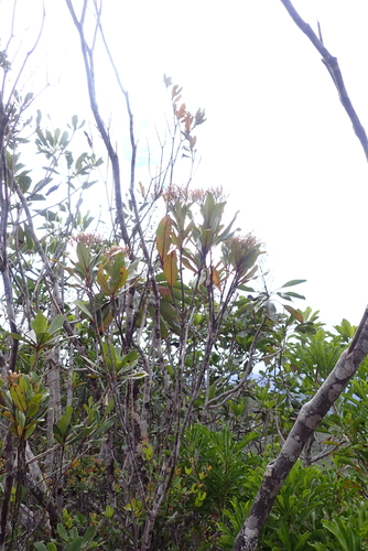 Alstonia coriacea observed 2023-03-11