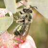 Andrena impolita - Photo (c) Elliott Gordon, algunos derechos reservados (CC BY), subido por Elliott Gordon