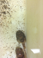 Dasycottus setiger