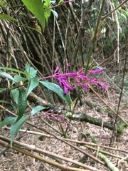 Palicourea angustifolia