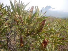 Protea burchellii