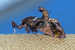 Sacada