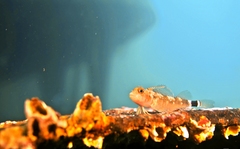 Helcogrammoides cunninghami