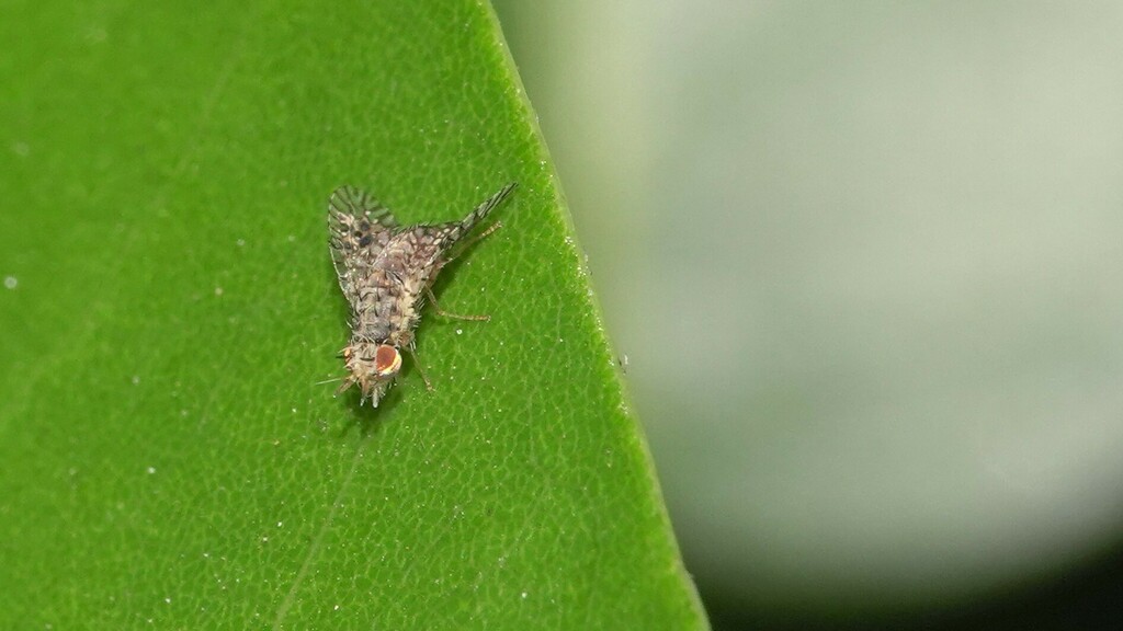 rhabdochaeta-from-mulund-east-mumbai-maharashtra-india-on-march-12