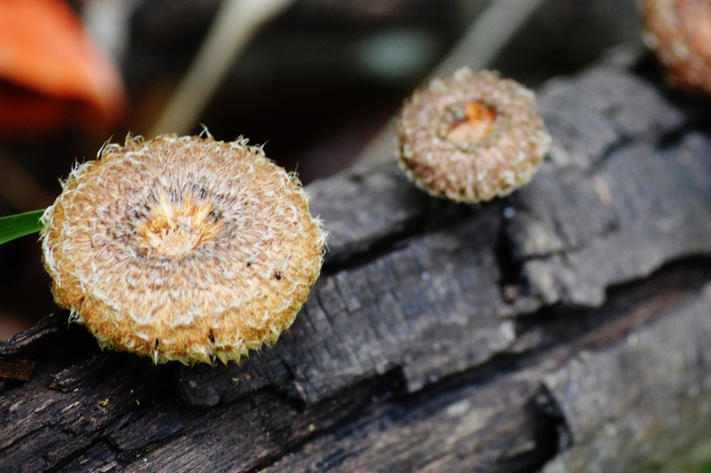 Lentinus crinitus · October 2018 · photo: © douglas-u-oliveira (iNaturalist, cc-by)