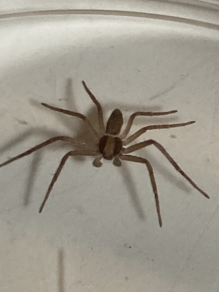 White-striped Running Crab Spider from W Parkside Dr, Shawnee Hills, OH ...