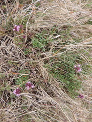 Thymus praecox