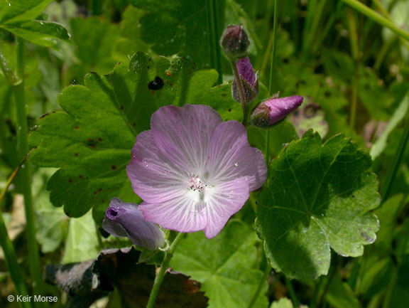Sidalcea reptans