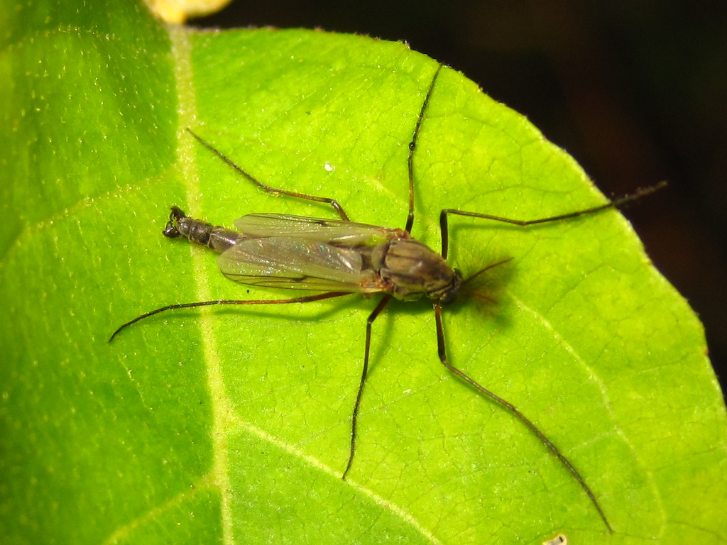 Propsilocerus
