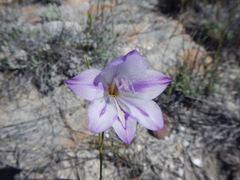 Gladiolus inflatus