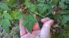 Serjania brachycarpa