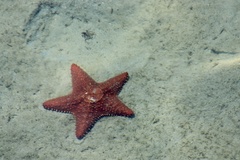 Oreaster reticulatus image