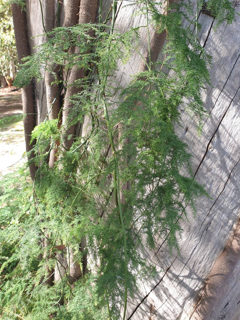 Bush Asparagus in March 2023 by pcopping_ecp · iNaturalist