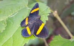 Panara soana