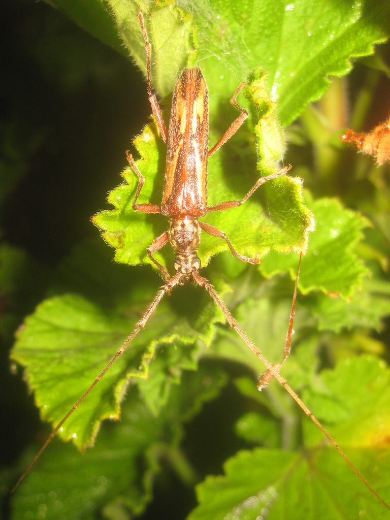 Eurysthea ilinizae