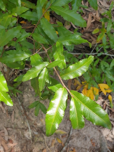 Ochna serrulata